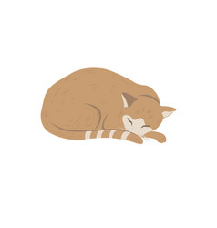 Cute Sleeping Cat On The White Background