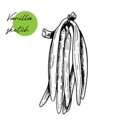 Vintage Vanilla Flower Green Fresh Sticks Sketch