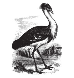 Black Billed Bustard Vintage