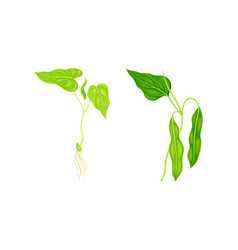 Legume Plant With Leaves And Root Set