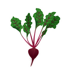 Beet Flat