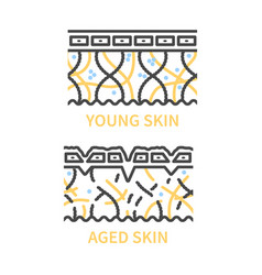 Young And Aging Skin Cross Section Diagram