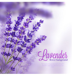 Lavender Flower Background