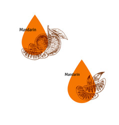 Mandarin Peel Oil Icon Set Hand Drawn Sketch