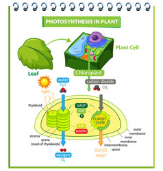 Diagram showing process photosynthesis in plant Vector Image