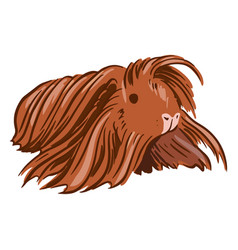 Long Haired Guinea Pig