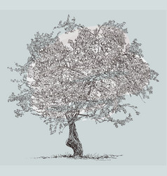 Freehand Drawing Of Old Apple Tree