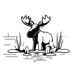 Moose In The Water