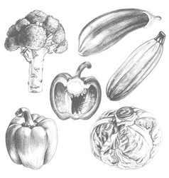 Sketch Vintage Vegetables Set Draft