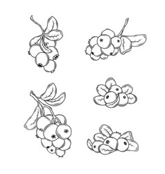 Cranberry Drawing Isolated Berry Branch