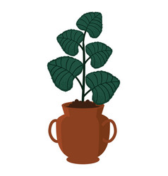 Houseplant In Clay Pot