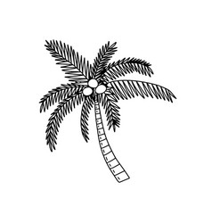 Palm Tree