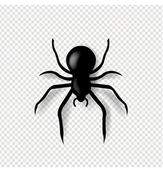 Spider And Isolated Transparent Background