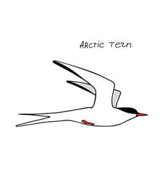 Bird Tern With Name Drawing Line