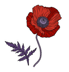 Red Poppy Flower Papaver Stem And Leaf Elements