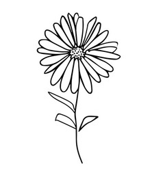 Drawing Aster September Flower Tattoo