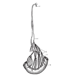 Thoracic Duct Vintage