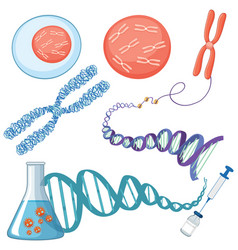 Chromosome And Dna Structure