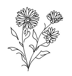 Drawing Aster September Flower Botanical Tattoo