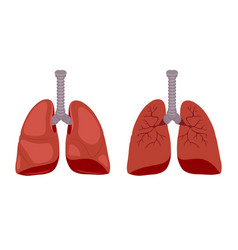 Medical Biology Of Lung Diagram Isolated On White