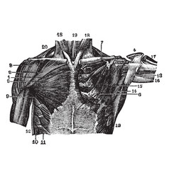 Muscles Of The Thoracic Region Vintage