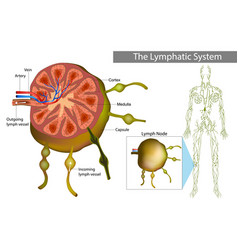 Lymph Node Or Gland Is A Organ