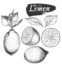 Sketch Ink Vintage Lemon Set Draft