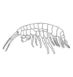 Gammarus Ornatus Vintage