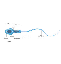 Spermatozoon Male Cell Structure Diagram