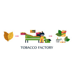 Tobacco Factory Manufacturing Process Flat