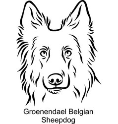 Groenendael Belgian Sheepdog Portrait Dog In Line