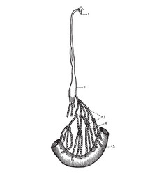 Thoracic Duct And Lacteals Vintage