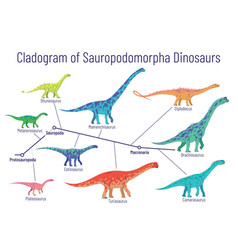 Cladogram Sauropodomorpha Dinosaurs Colorful