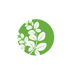 Moringa Leaf Logo Template