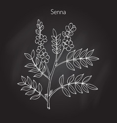 Alexandrian Senna Plant