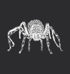 Wolf Spider Vintage Hand Drawn Sketch