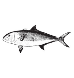 Amberjack Vintage