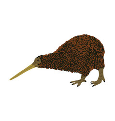 Brown Kiwi Bird Isolated On White