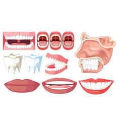 Dental And Teeth Elements