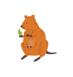 Cute Quokka With Joey Eating Leaf Cartoon Flat