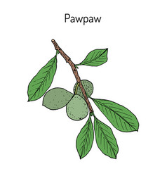 Paw-paw Asimina Triloba Medicinal Plant