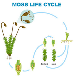 Life Cycle Of Moss