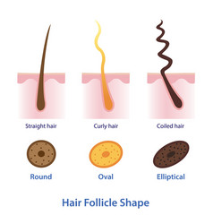 Diagram Of Hair Follicle Shape