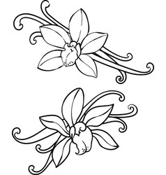 Vanilla Orchid Flowers And Pods Outline Graphic