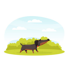 Cartoon Dachshund Dog Character Walk On Green Lawn