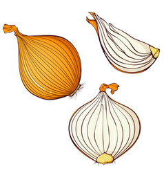 Orange Or Yellow Onions Set