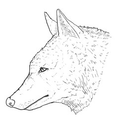 Wolf Head Sketch