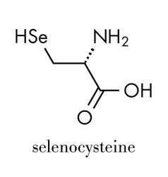 Selenocysteine Sec U Amino Acid Molecule Called