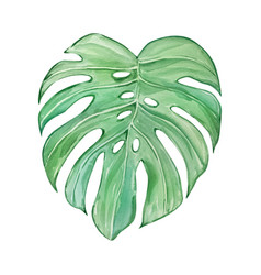 Watercolor Tropical Monstera Leaf