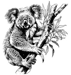 Koala Bear In A Tree